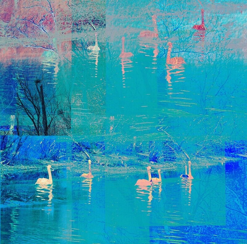 Swans