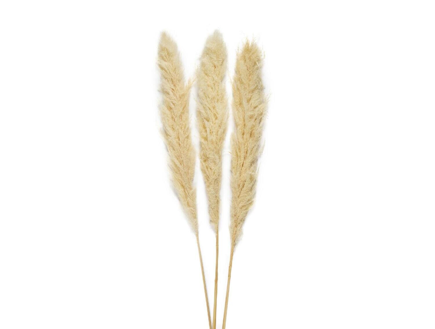 SET DE 3 PAMPAS 115CM