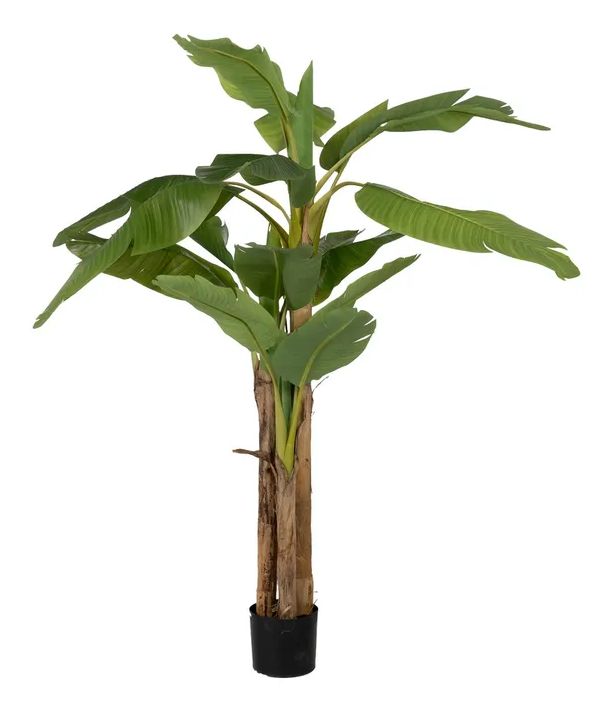 PLANTA PLATANERO 150CM