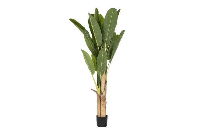 PLANTA BANANERA 200CM