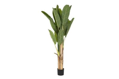 PLANTA BANANERA 200CM