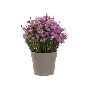 PLANTA CAMPANILLAS ROSA