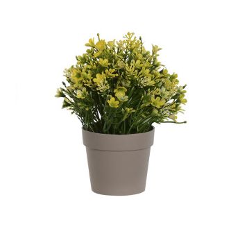 PLANTA CAMPANILLAS AMARILLA