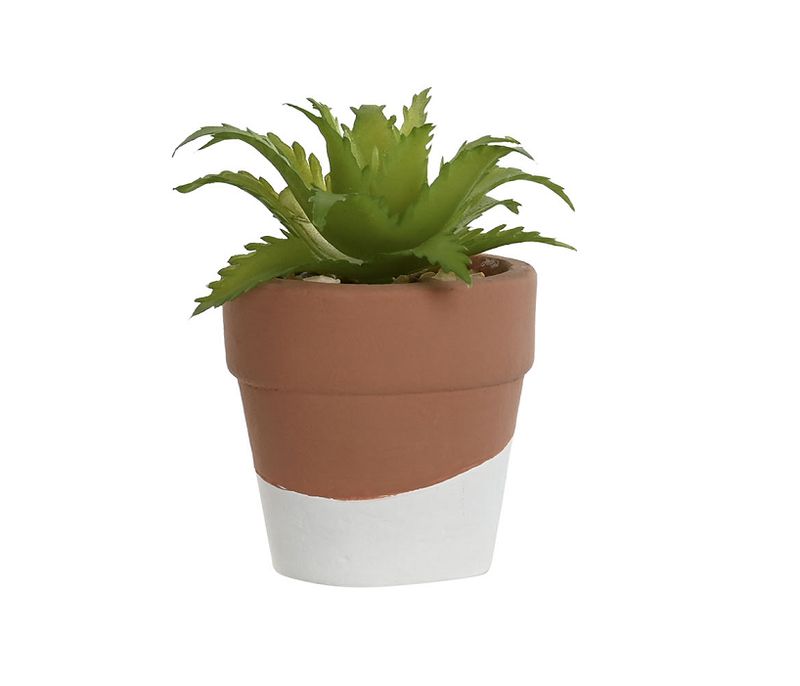 PLANTA CEMENTO SUCULENTA