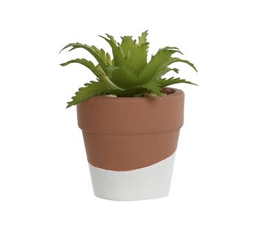 PLANTA CEMENTO SUCULENTA