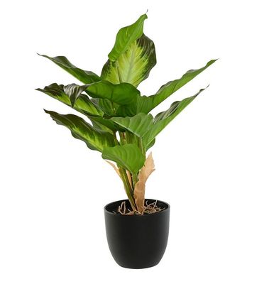 PLANTA DIEFFENBACHIA