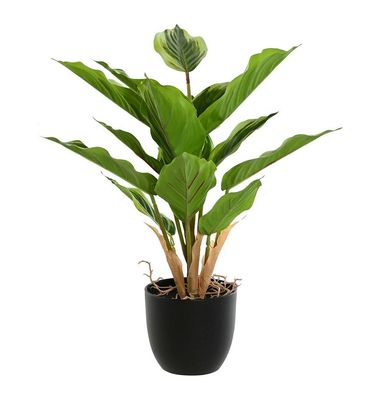 PLANTA DIEFFENBACHIA