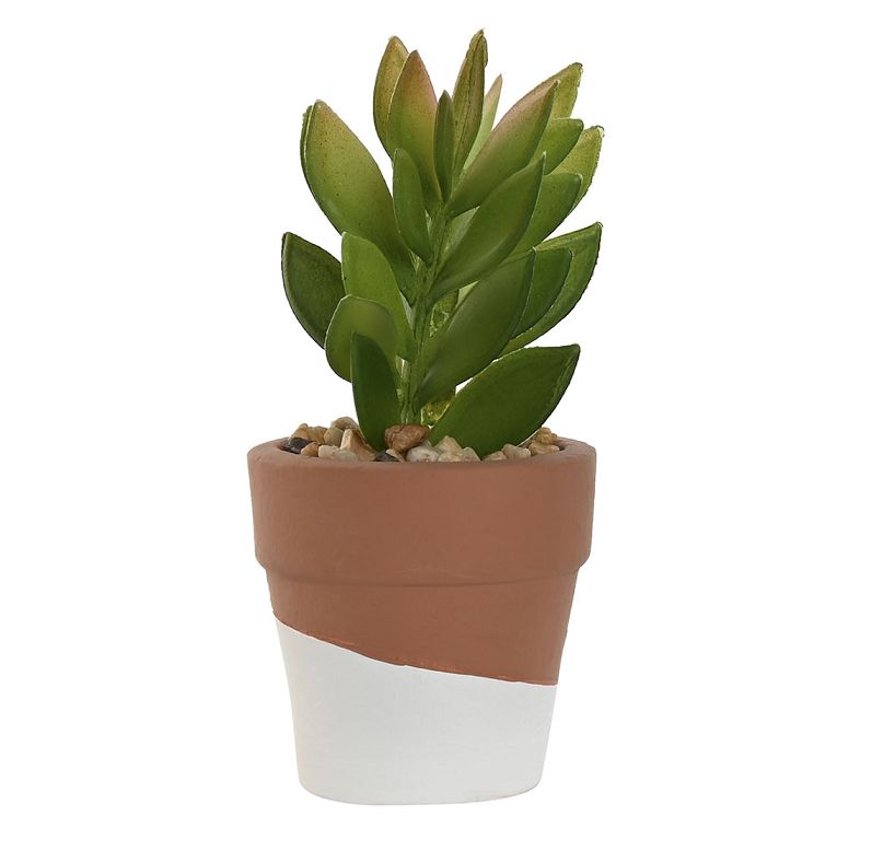 PLANTA CEMENTO SUCULENTA