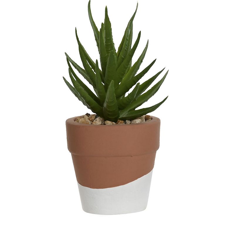 PLANTA CEMENTO SUCULENTA