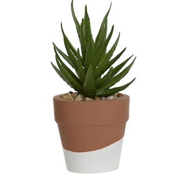 PLANTA CEMENTO SUCULENTA