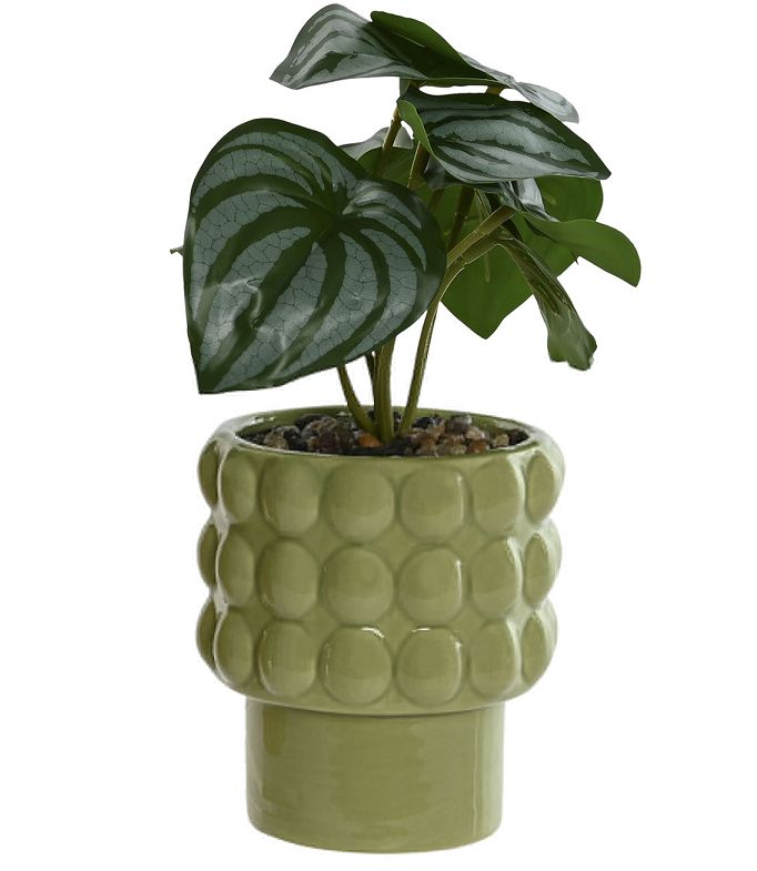 PLANTA HOMALOMENA VERDE