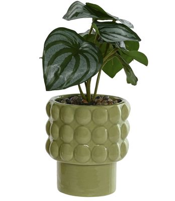PLANTA HOMALOMENA VERDE