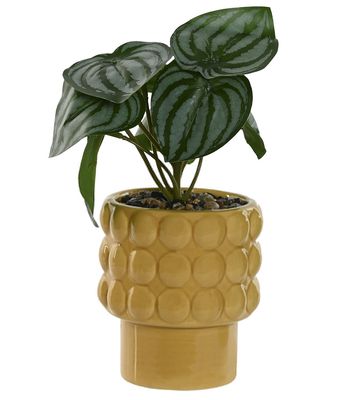 PLANTA HOMALOMENA MOSTAZA