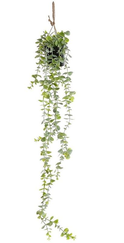PLANTA COLGANTE