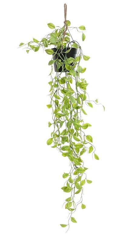 PLANTA COLGANTE