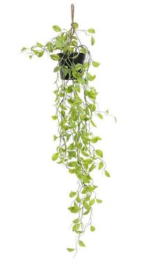 PLANTA COLGANTE