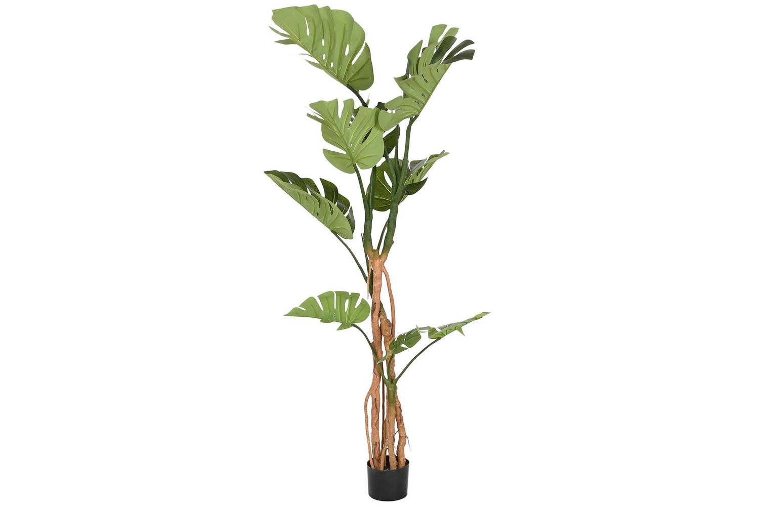 MONSTERA 153CM