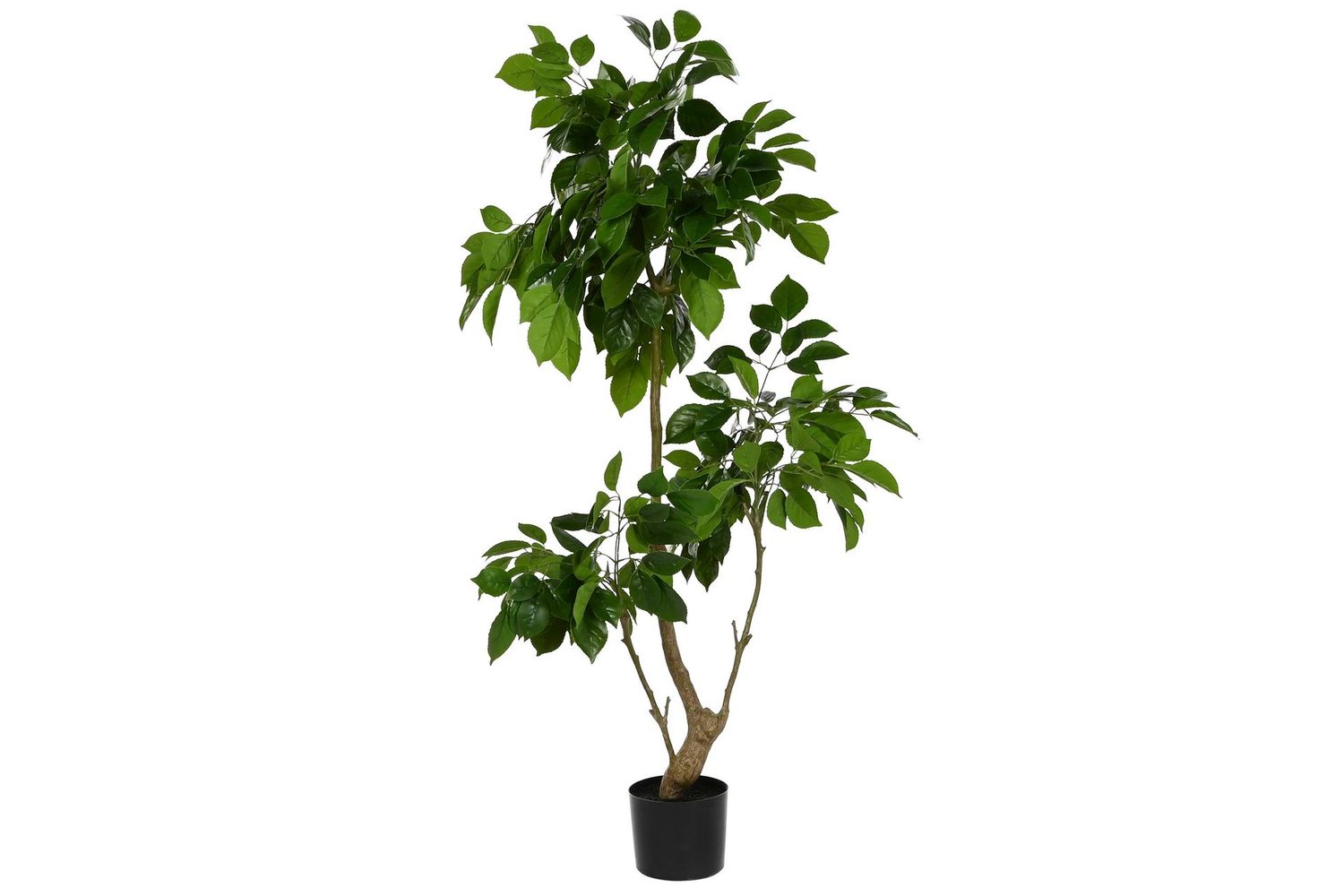 PLANTA RADERMACHERA 120CM