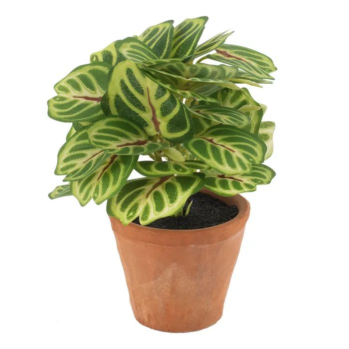 PLANTA HOJAS VERDE