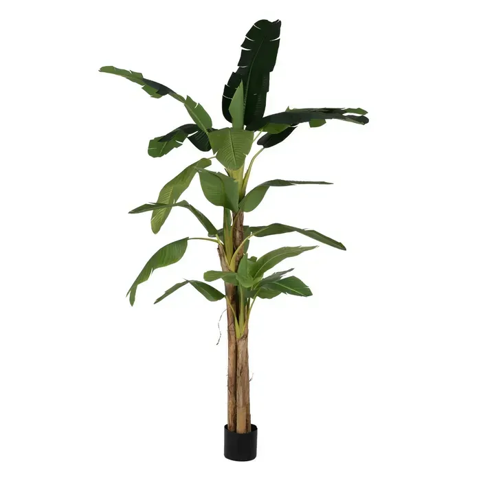 PLANTA PLATANERO VERDE 280CM