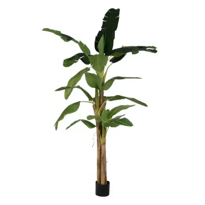 PLANTA PLATANERO VERDE 280CM