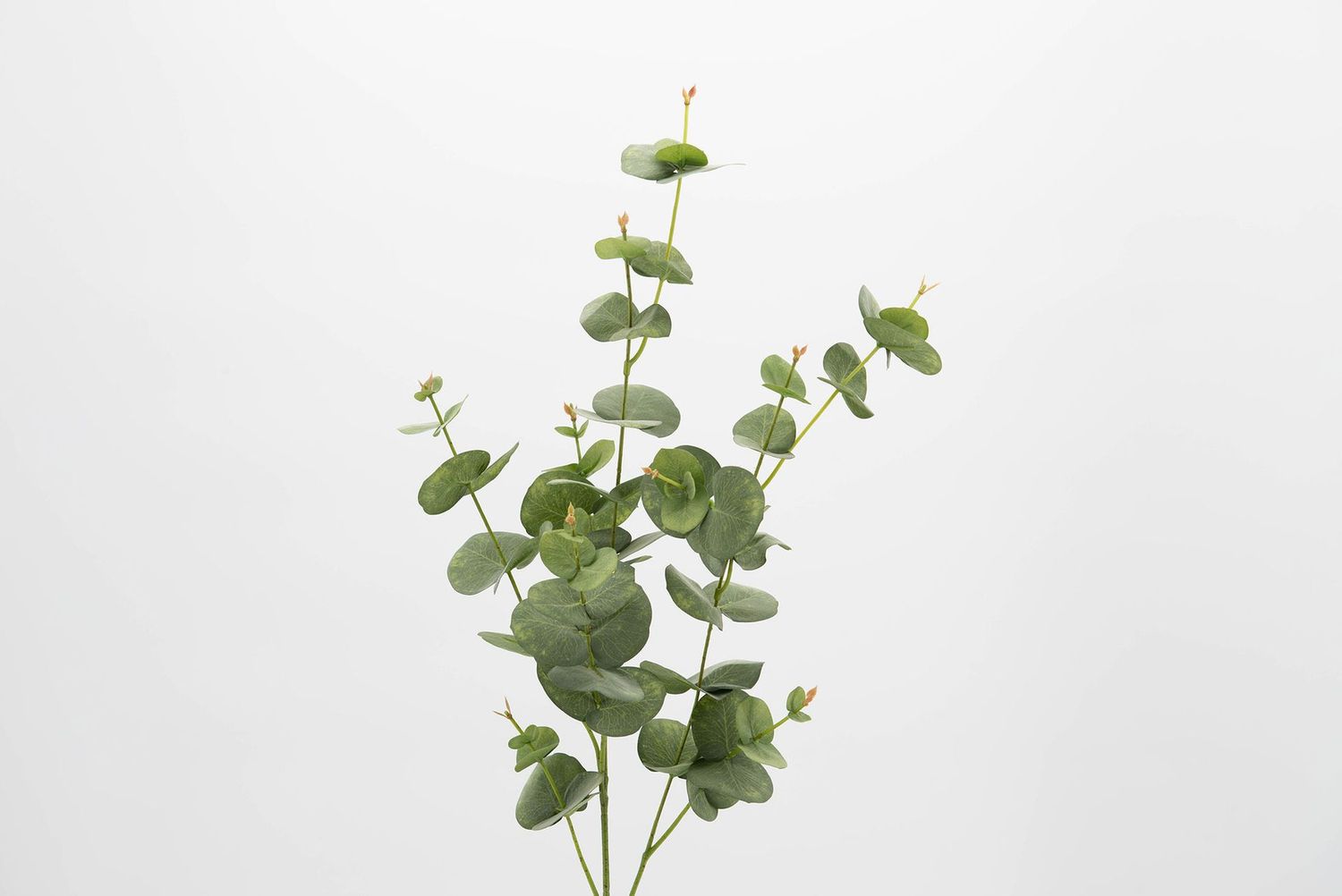 EUCALYPTUS SILVERDROP