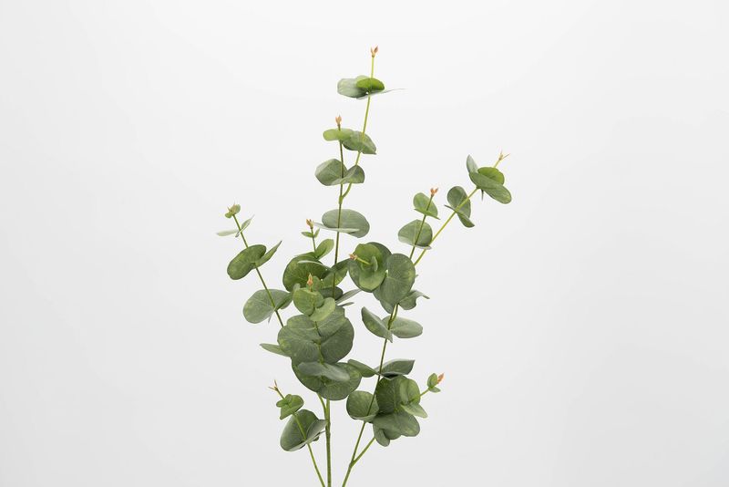 EUCALYPTUS SILVERDROP