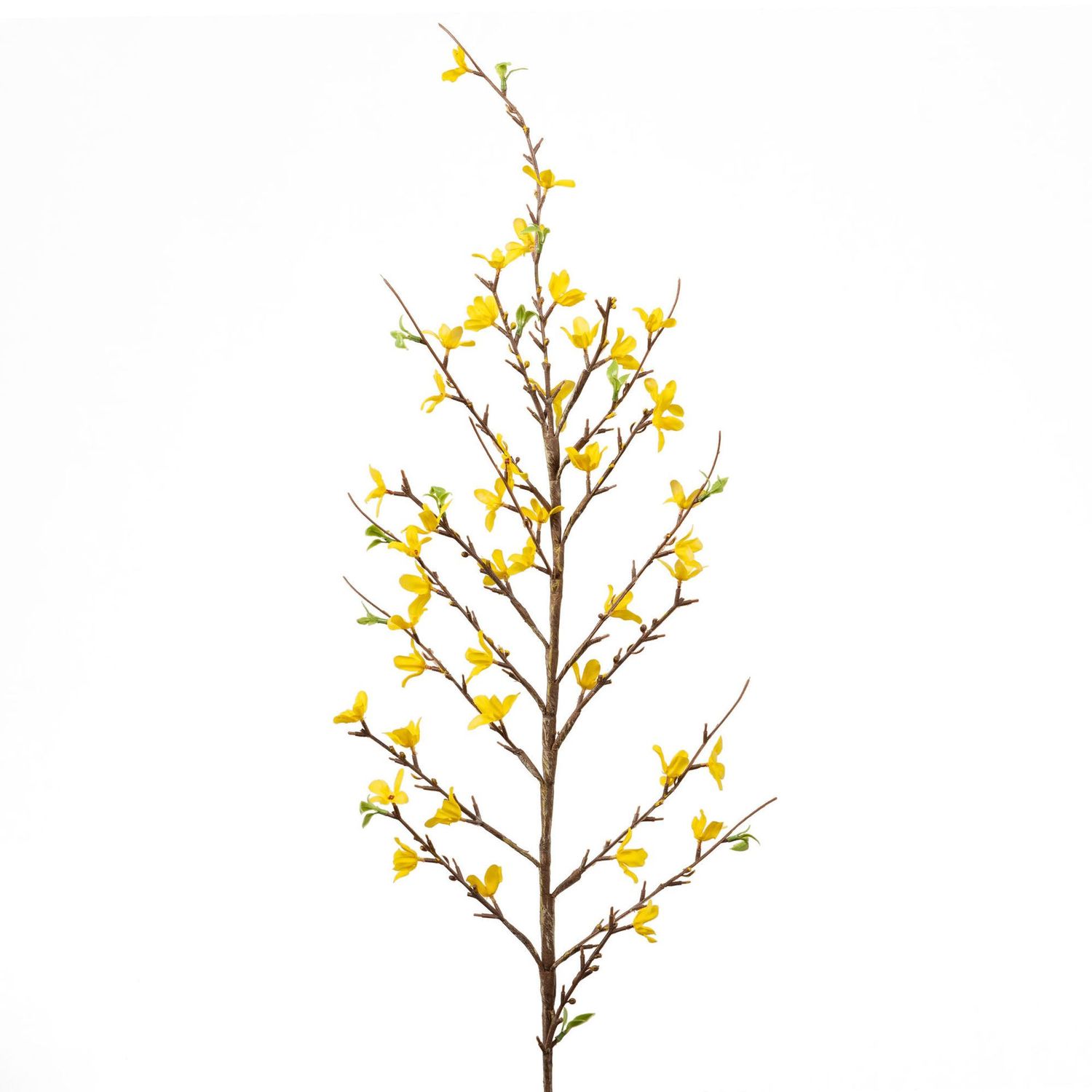 VARA FORSYTHIA