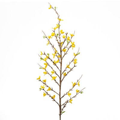 VARA FORSYTHIA