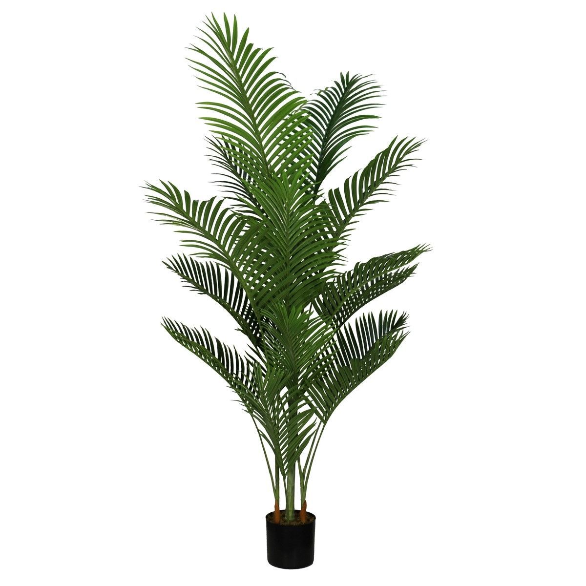 PLANTA KENTIA 180CM