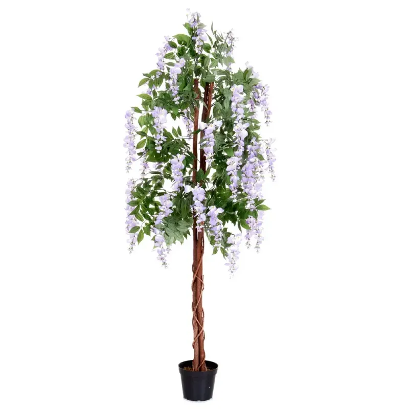 PLANTA GLICINIA EXTERIOR 180 CM