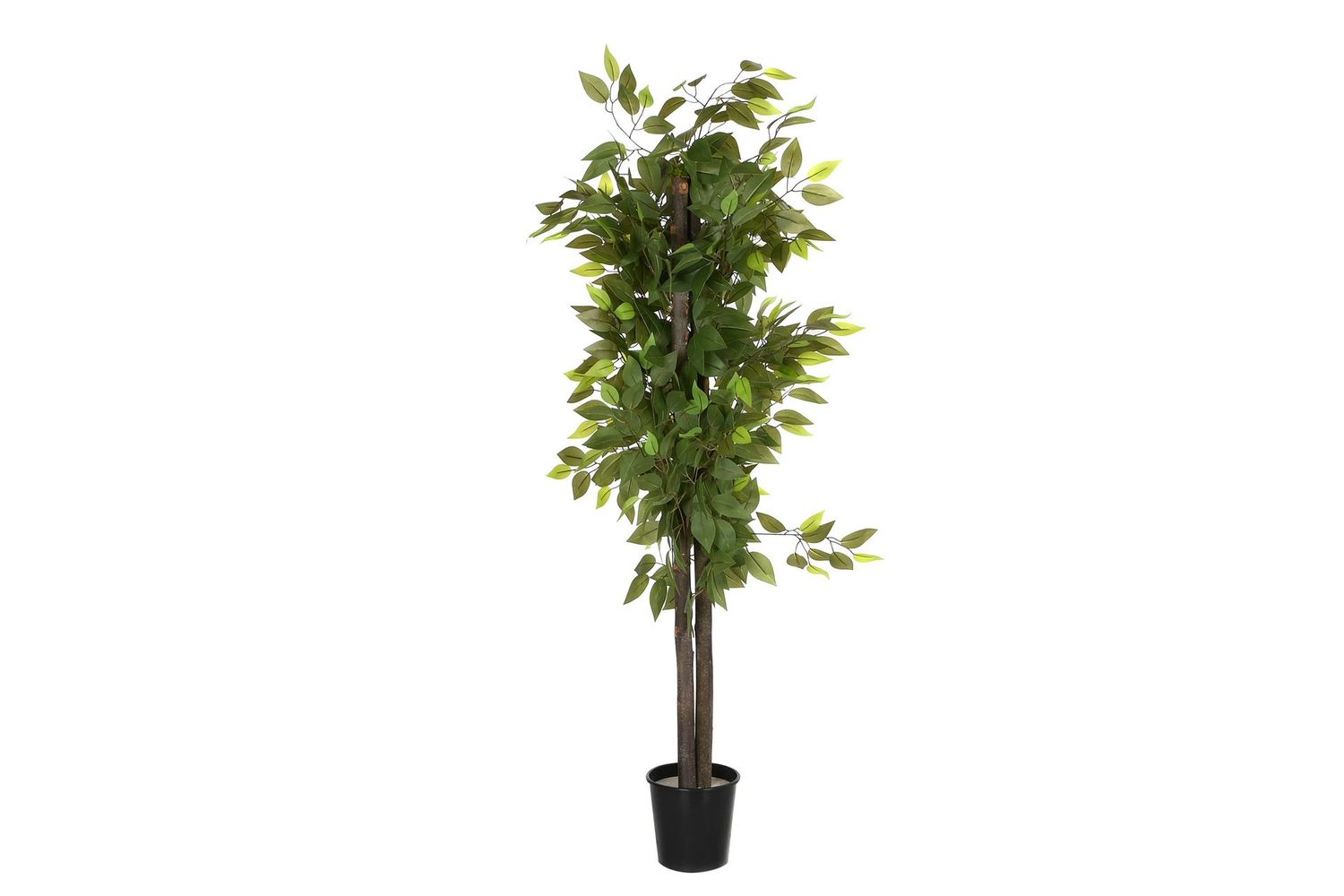 ARBOL FICUS VERDE