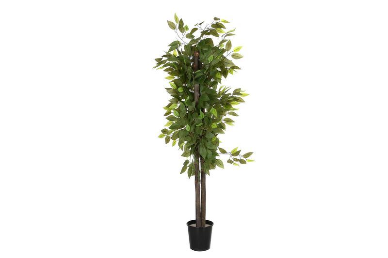 ARBOL FICUS VERDE