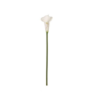 VARA CALA BLANCA