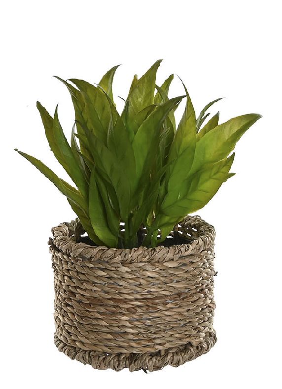 PLANTITA CESTO FIBRA