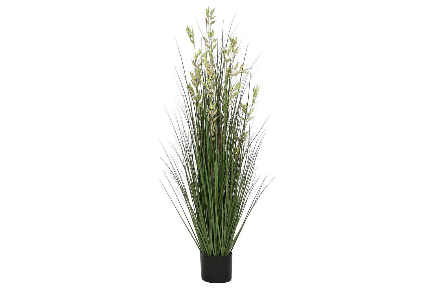 PLANTA AVENA