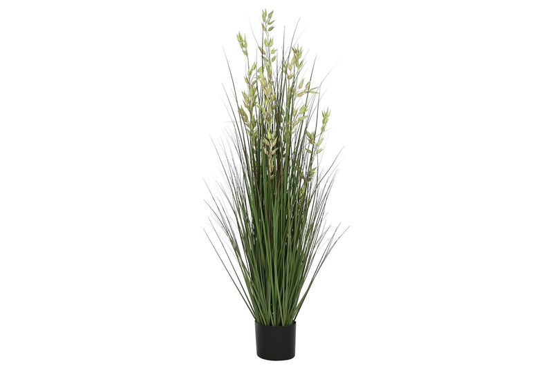 PLANTA AVENA