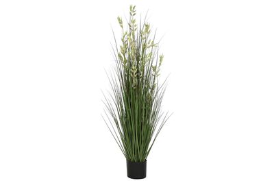 PLANTA AVENA