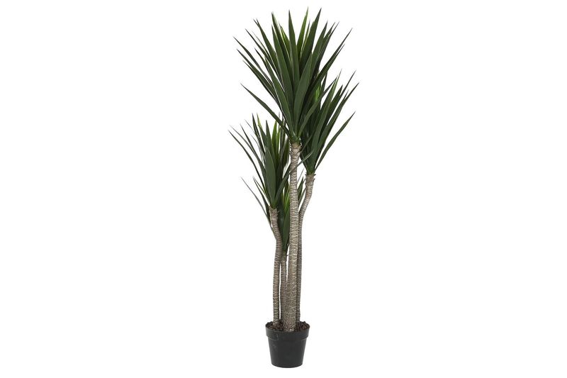 PLANTA YUCA VERDE