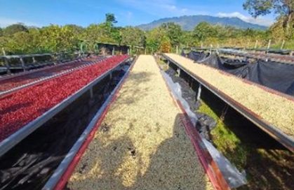 LORAYNE (PACAMARA)