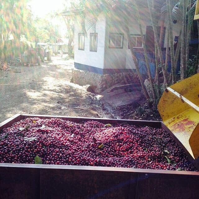 HACIENDA SONORA