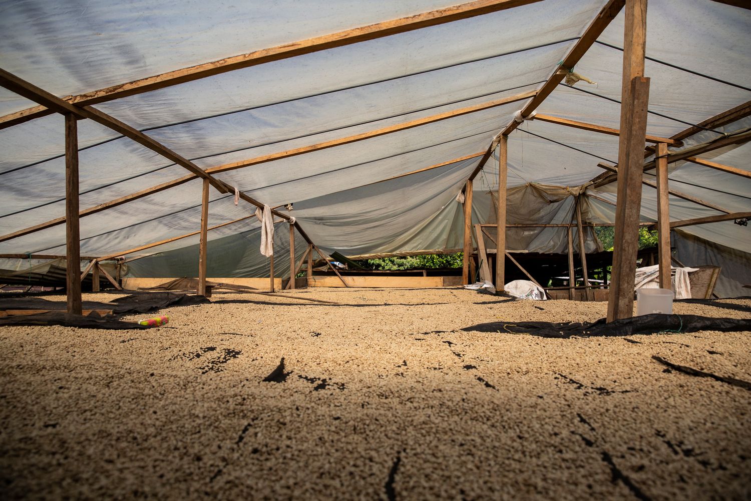 LA MANOA GEISHA