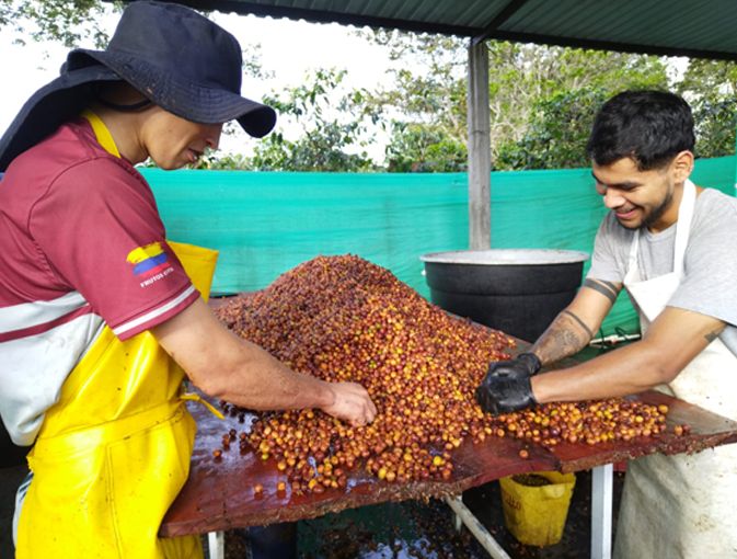 GEISHA GINGER (COFERMENTADO)