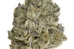 White Widow