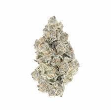 Animal Tsunami Animal Tsunami