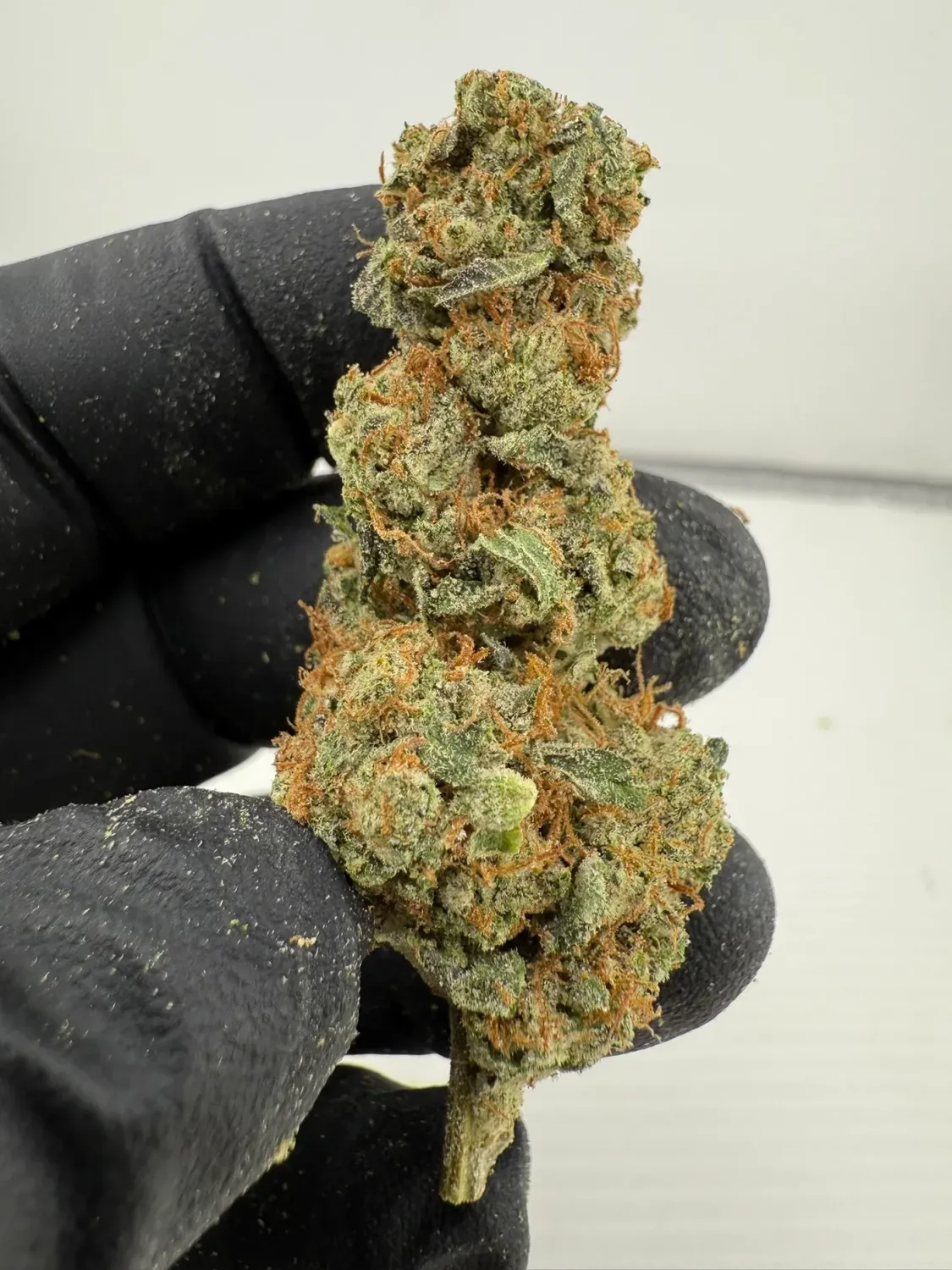 Amber Rose Amber Rose