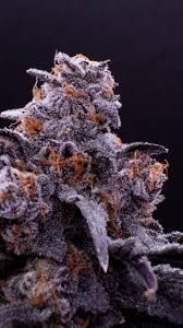 Halle Berry Halle Berry