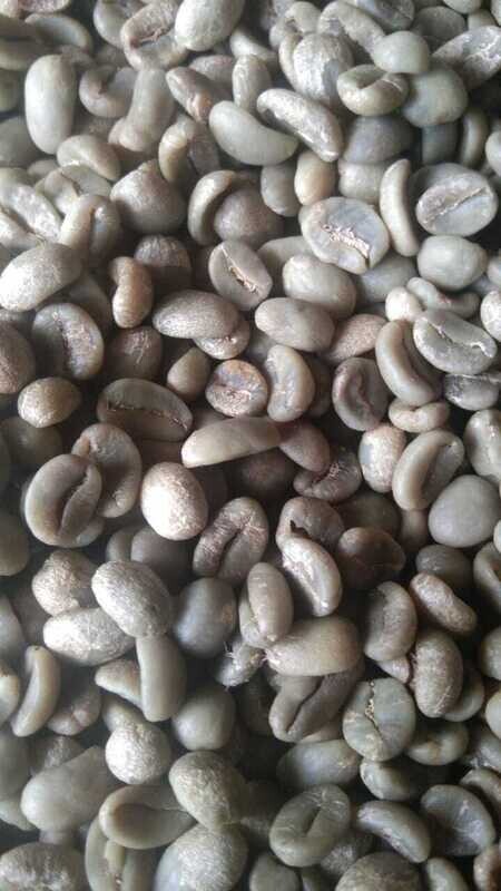 Sample Pack 0.5 Pounds (8 Oz) | Pure Wild Luwak Coffee Arabica Green Beans Unroasted