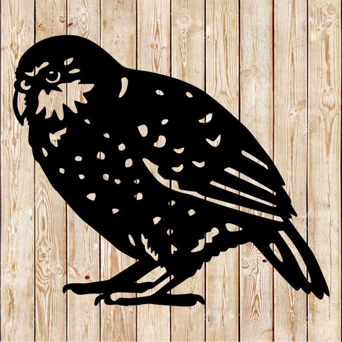 New Zealand Kakapo - Owl-parrot