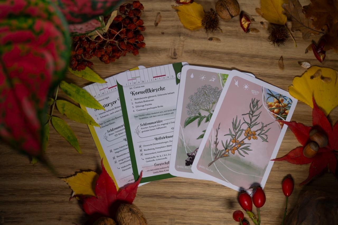 Wildfrüchte-Lernkarten Set